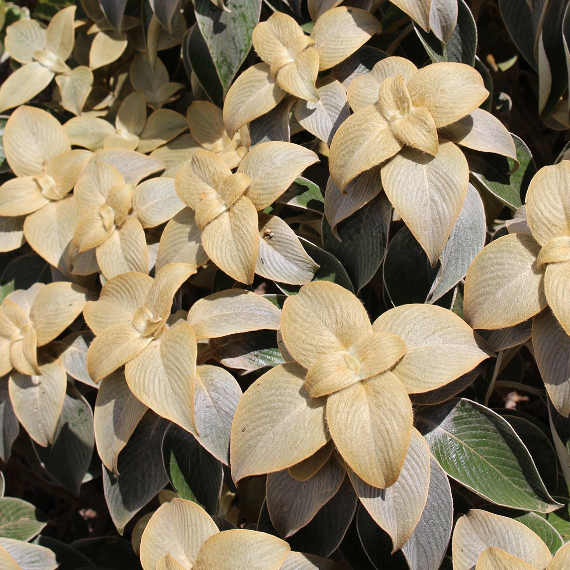 Strobilanthes gossypinus