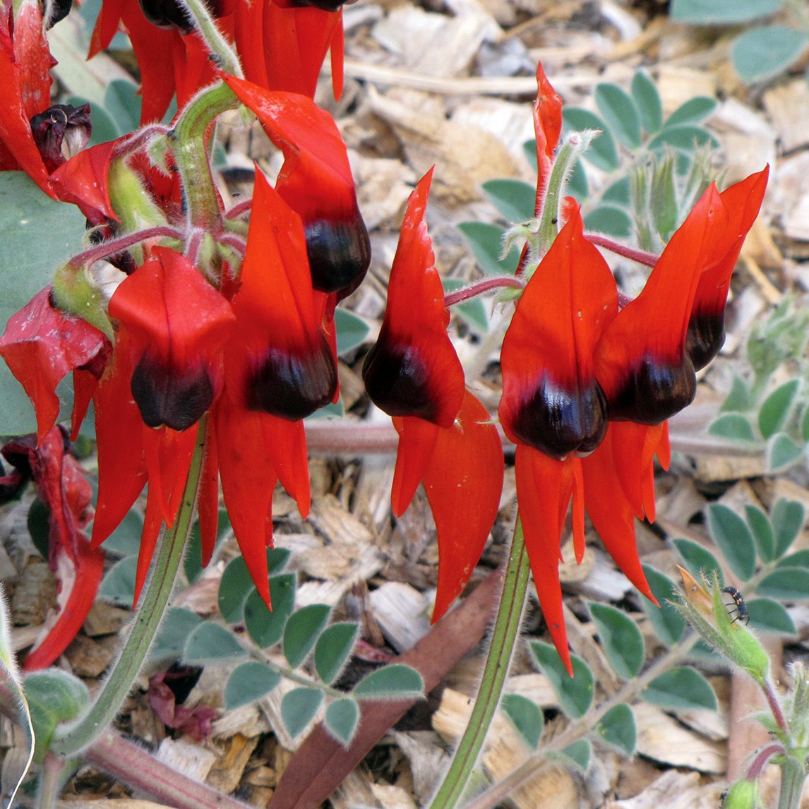 Sturt's Desert Pea