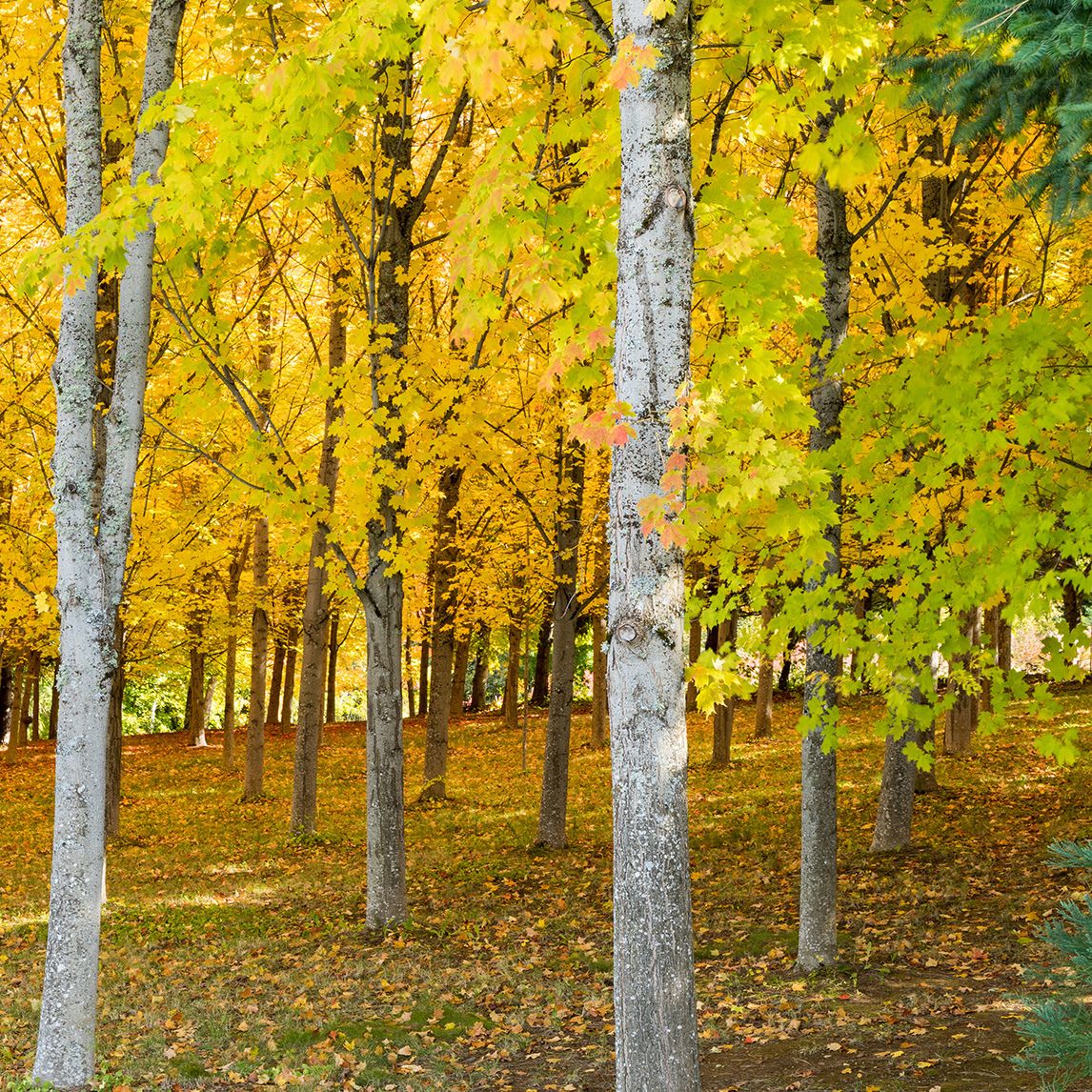Autumn Colour Tree Collection
