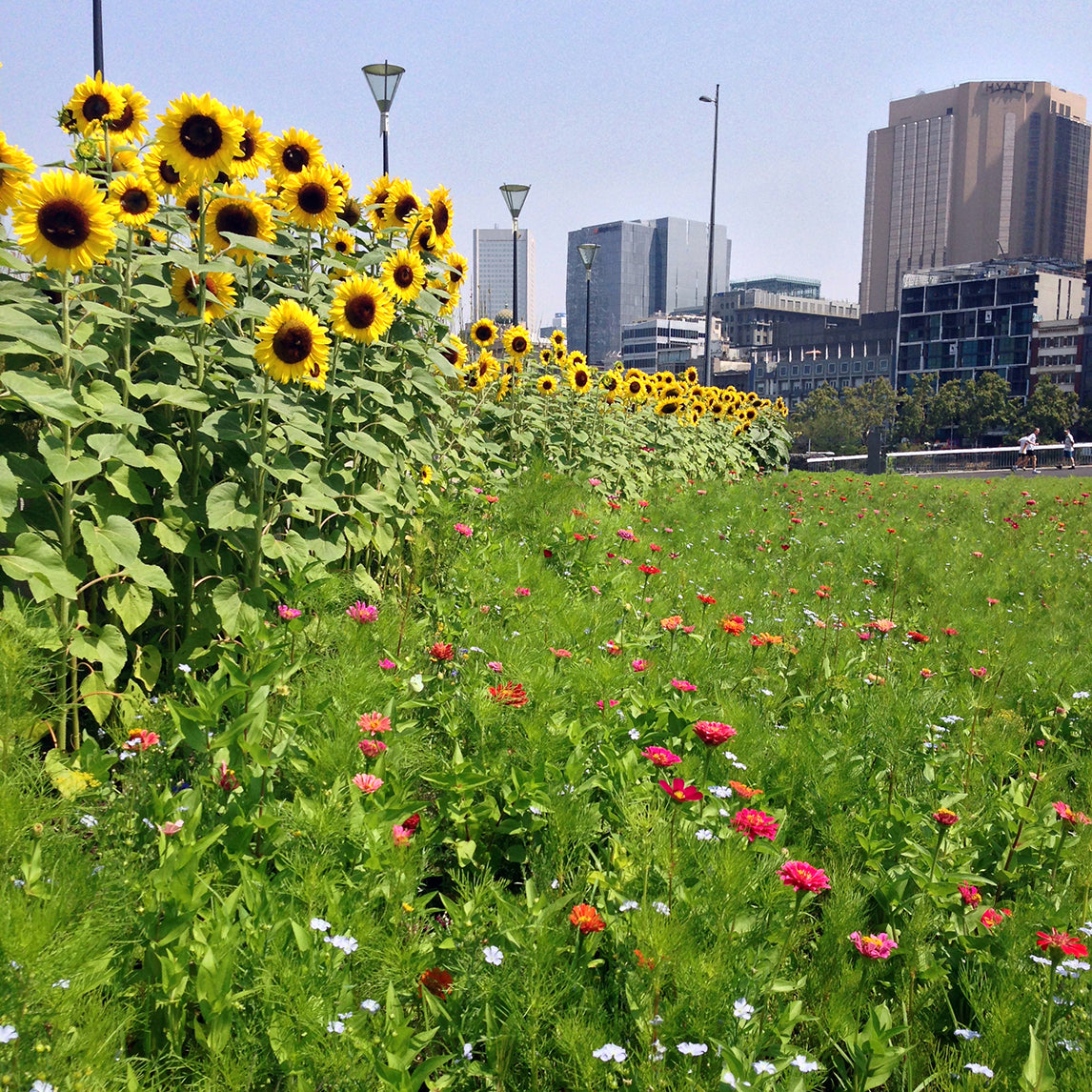 Summer Meadow Mix