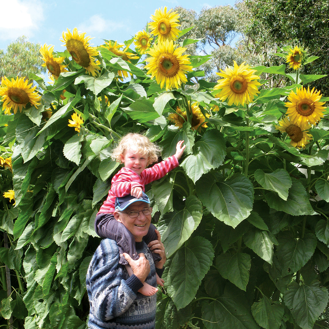 Sunflower 'Giant Russian' (Organic)