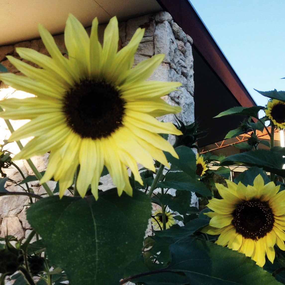 Sunflower &#39;Moonwalker&#39;