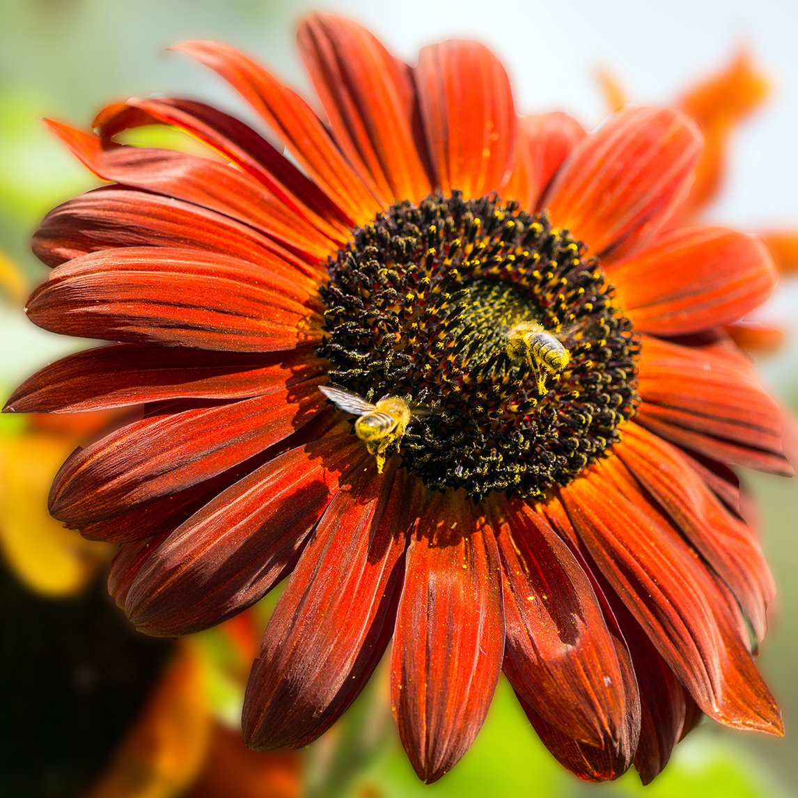 Sunflower 'Prado Red' (Organic)