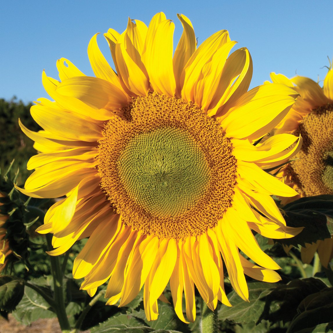 Sunflower 'Van Gogh's Landscape'
