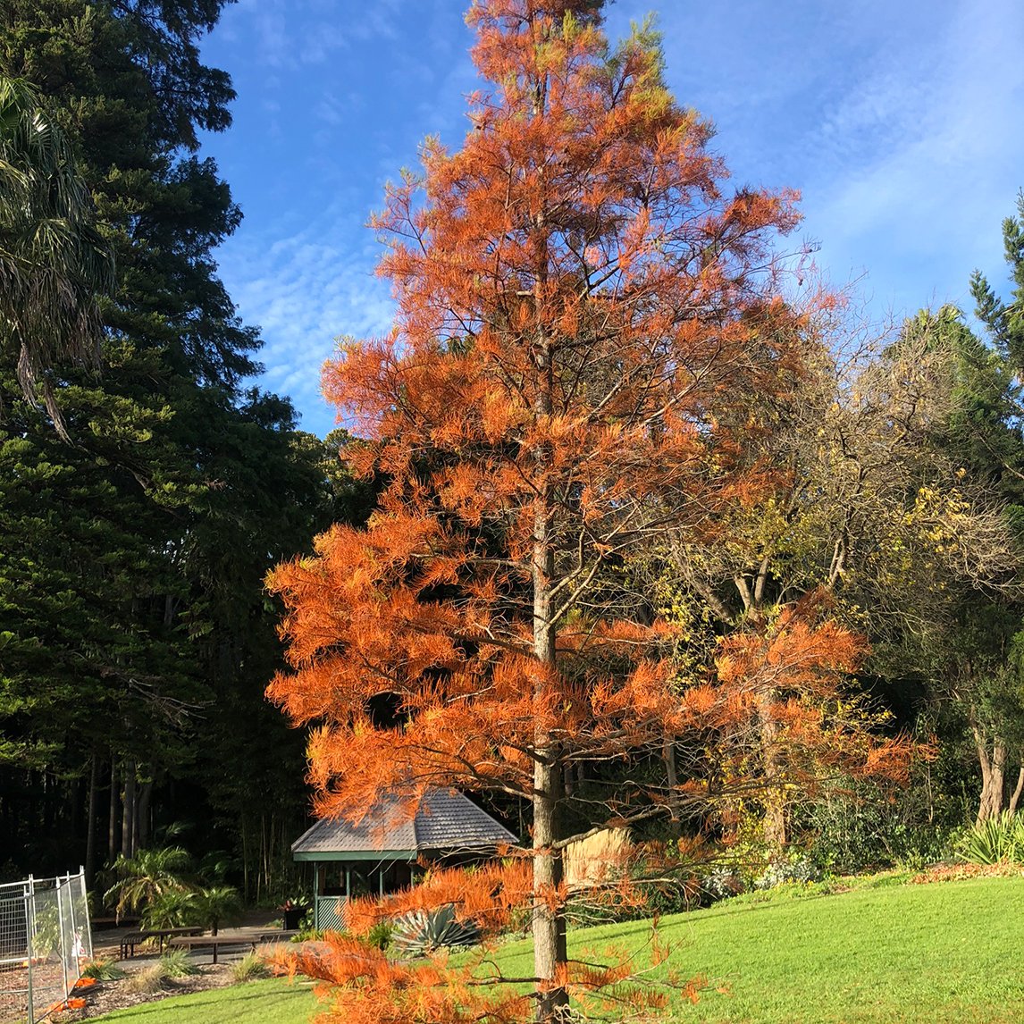 Swamp Cypress