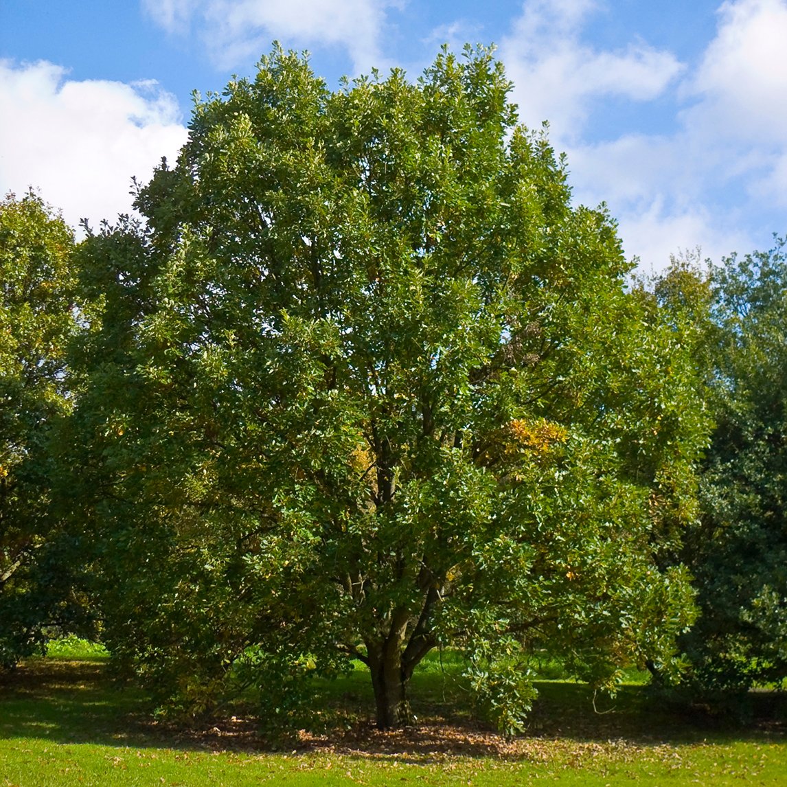 Swamp White Oak
