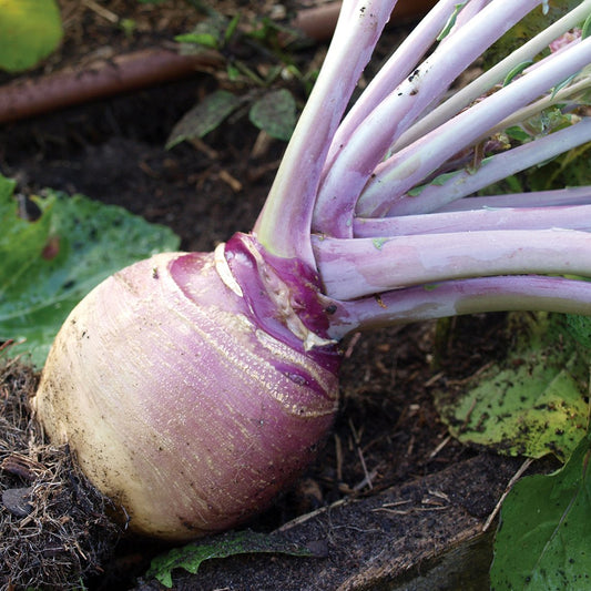 Swede 'Laurentian'