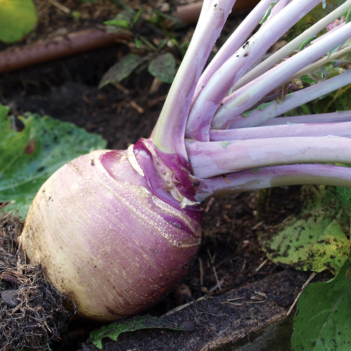 Swede 'Laurentian'