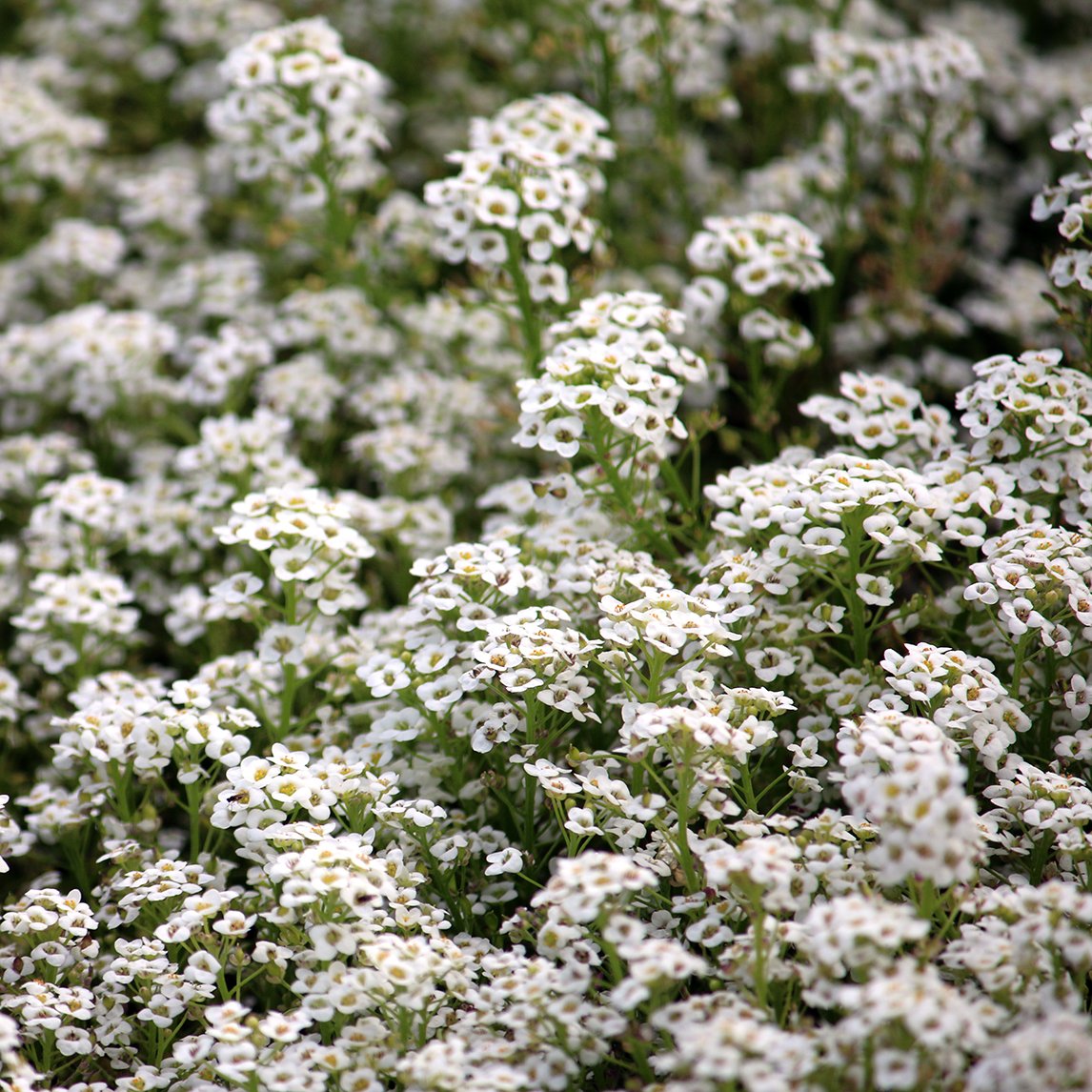 Sweet Alyssum &#39;Carpet Of Snow&#39;