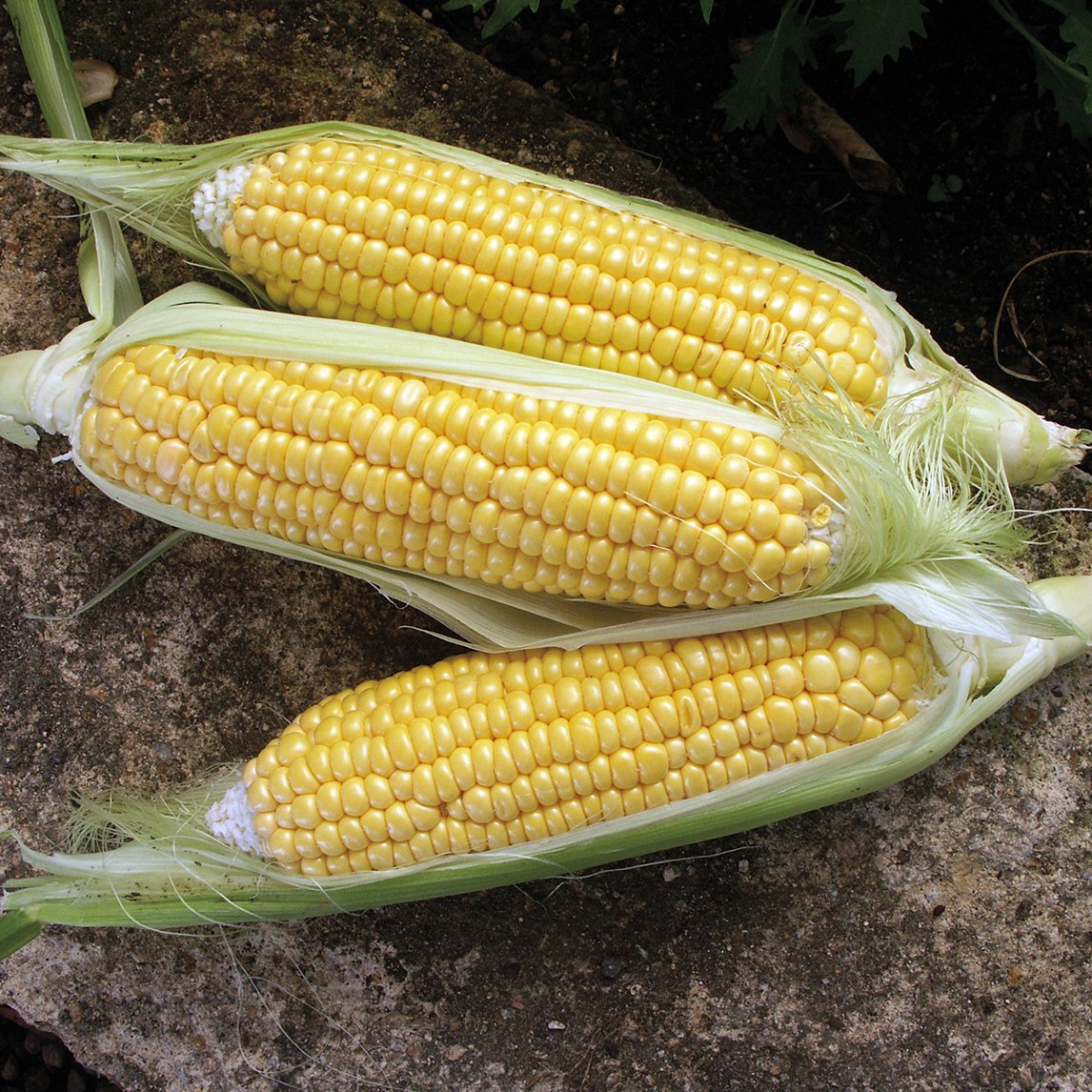 Corn &#39;Breakthrough&#39; F1