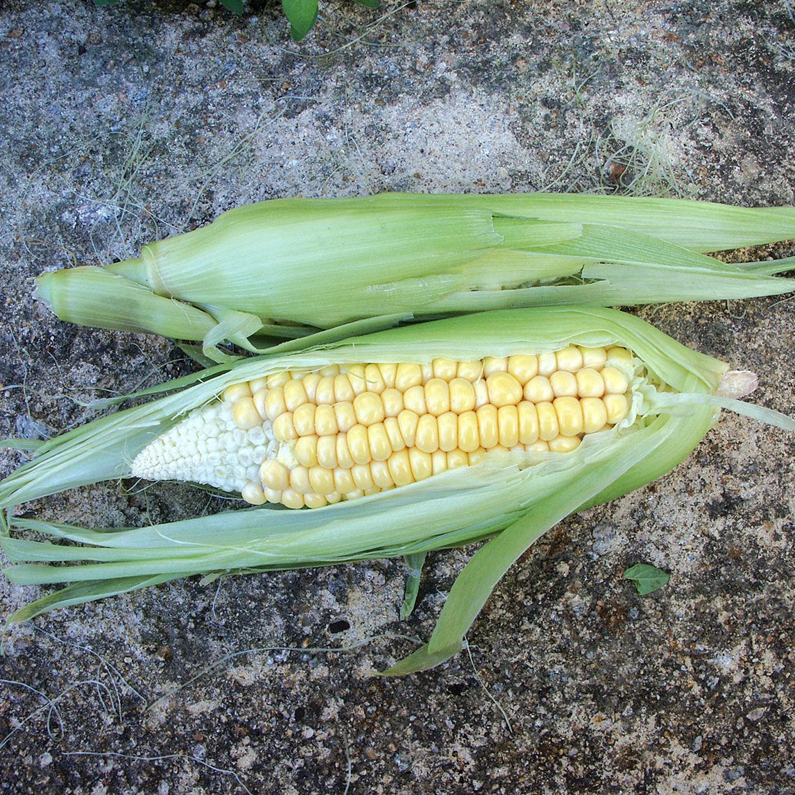 Corn 'Dwarf' f1