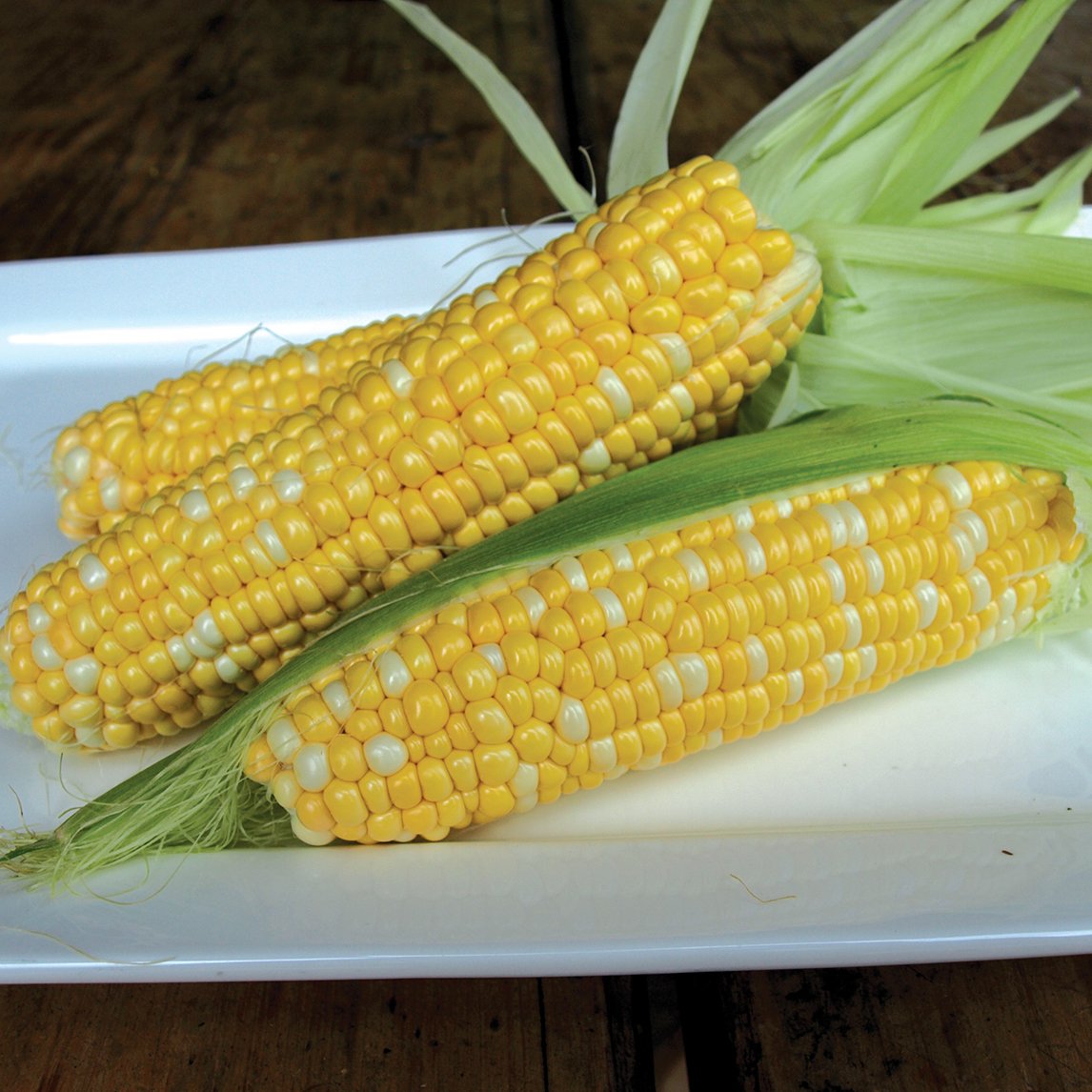 Corn &#39;Honey and Cream&#39; F1