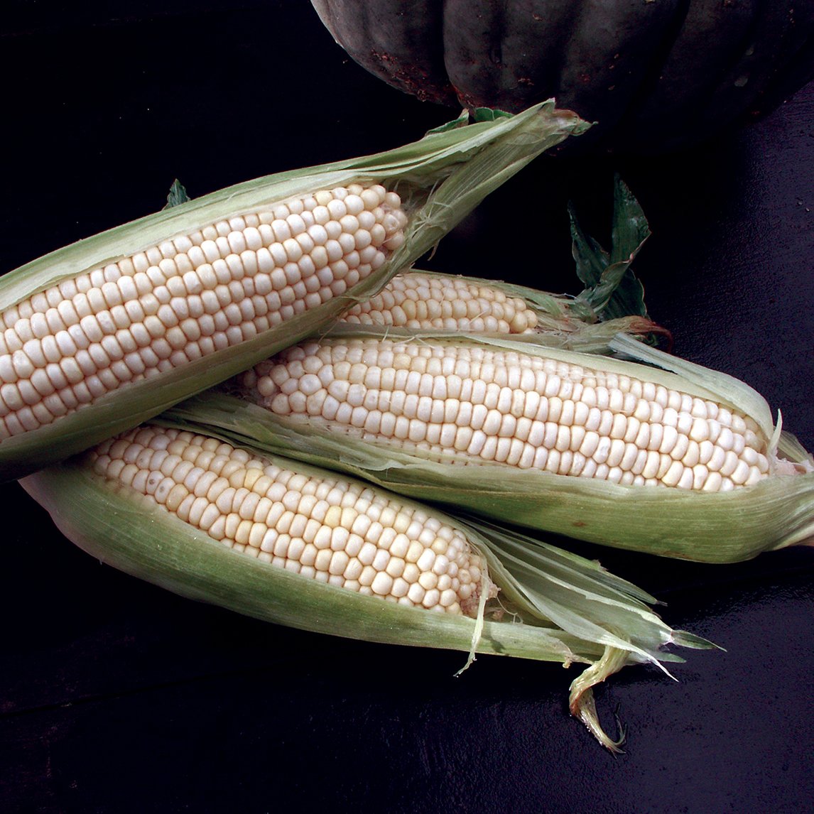 Corn &#39;Sweet White&#39; F1