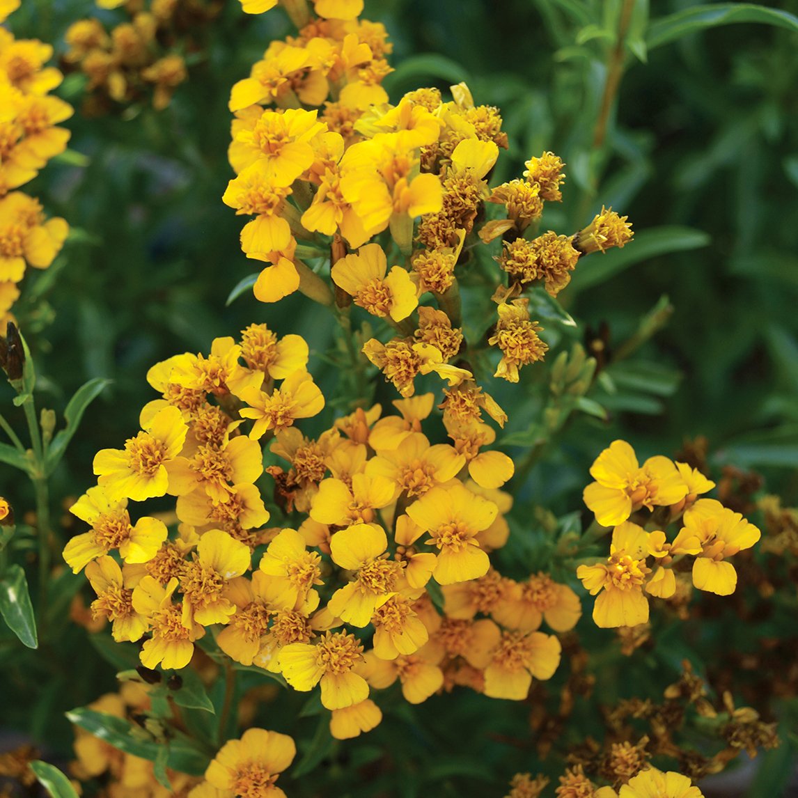 Sweet Mace Syn. Mexican Tarragon (Organic)