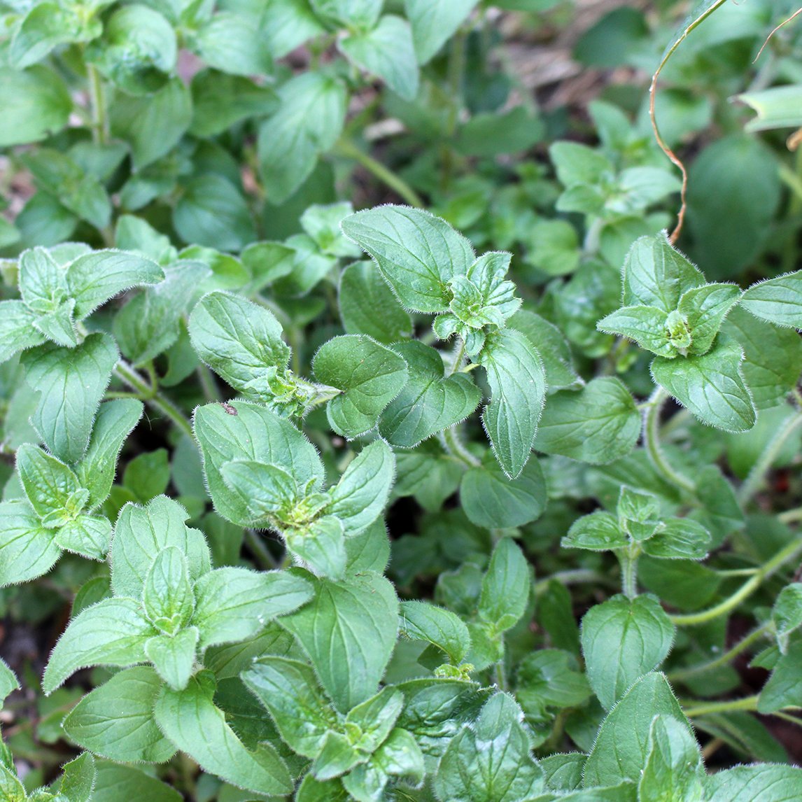 Sweet Marjoram (Organic)