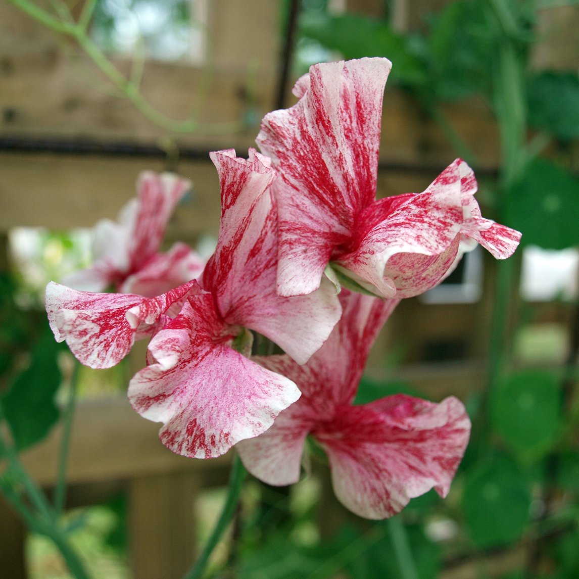 Sweet Pea &#39;America&#39;