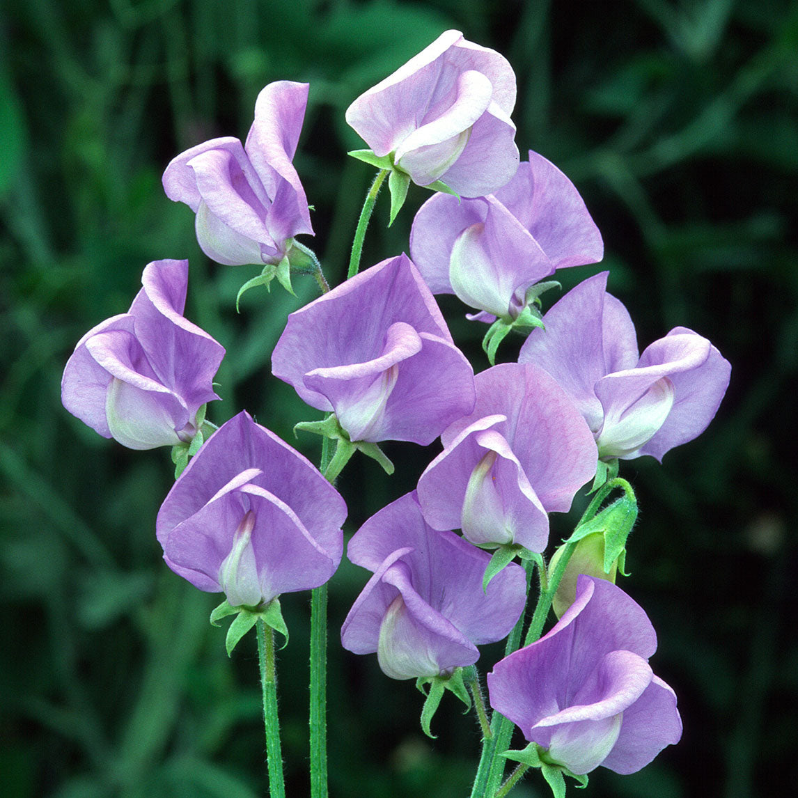 Sweet Pea Combo with Ball Obelisk, Netting - Flora Norton