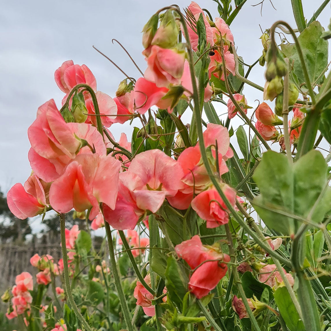 Sweet Pea ‘Maloy’