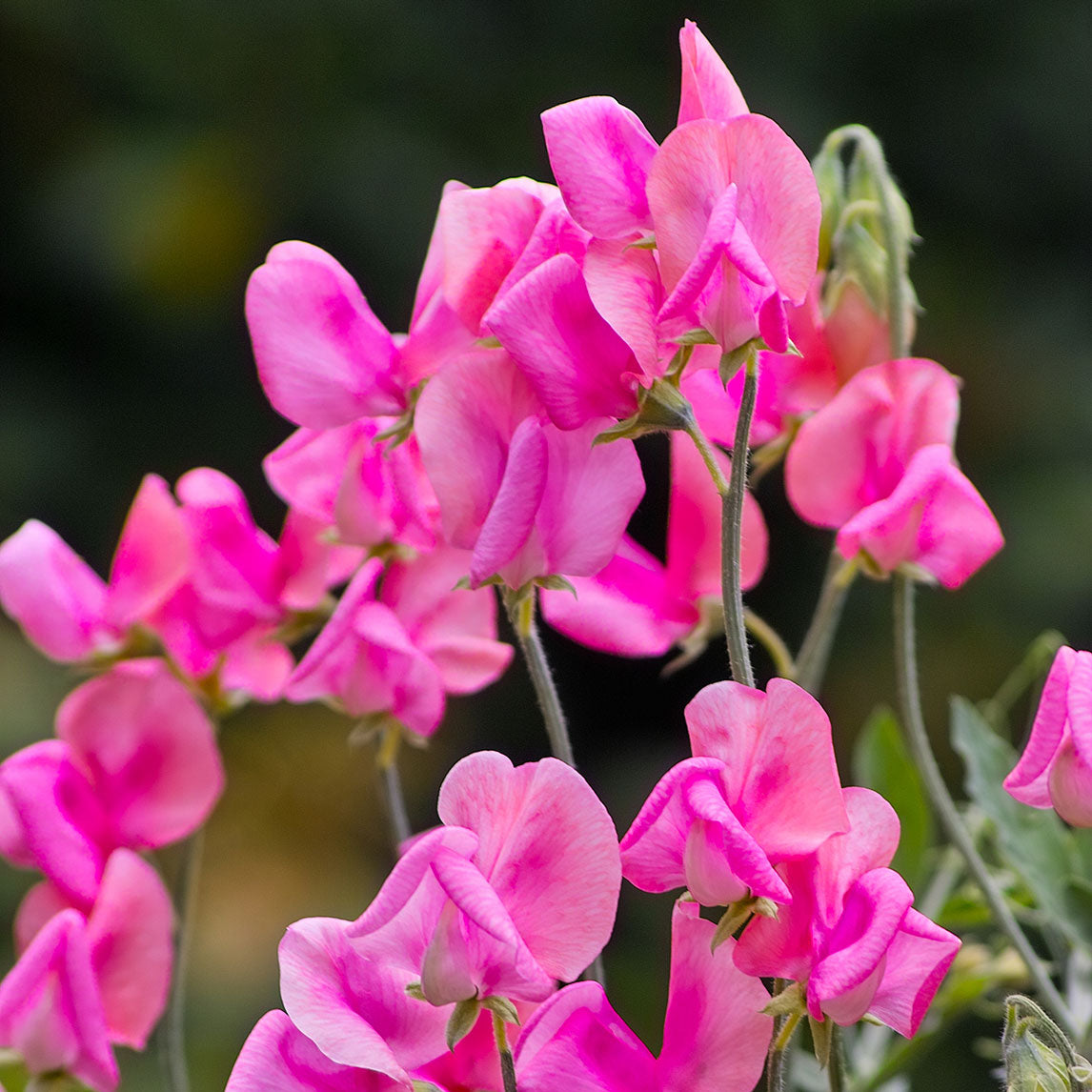 Sweet Pea 'Miss Willmott'