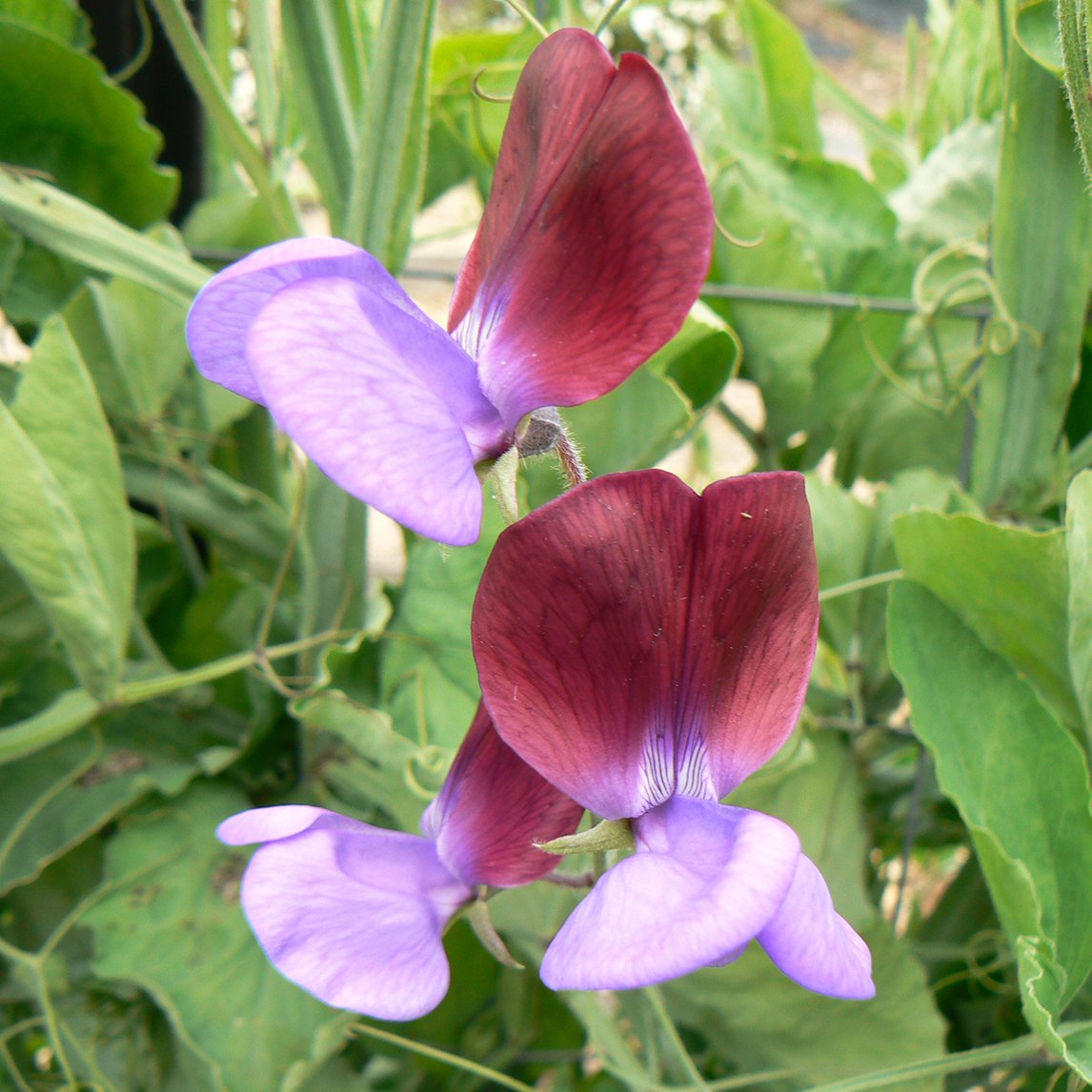 Sweet Pea &#39;Original&#39;