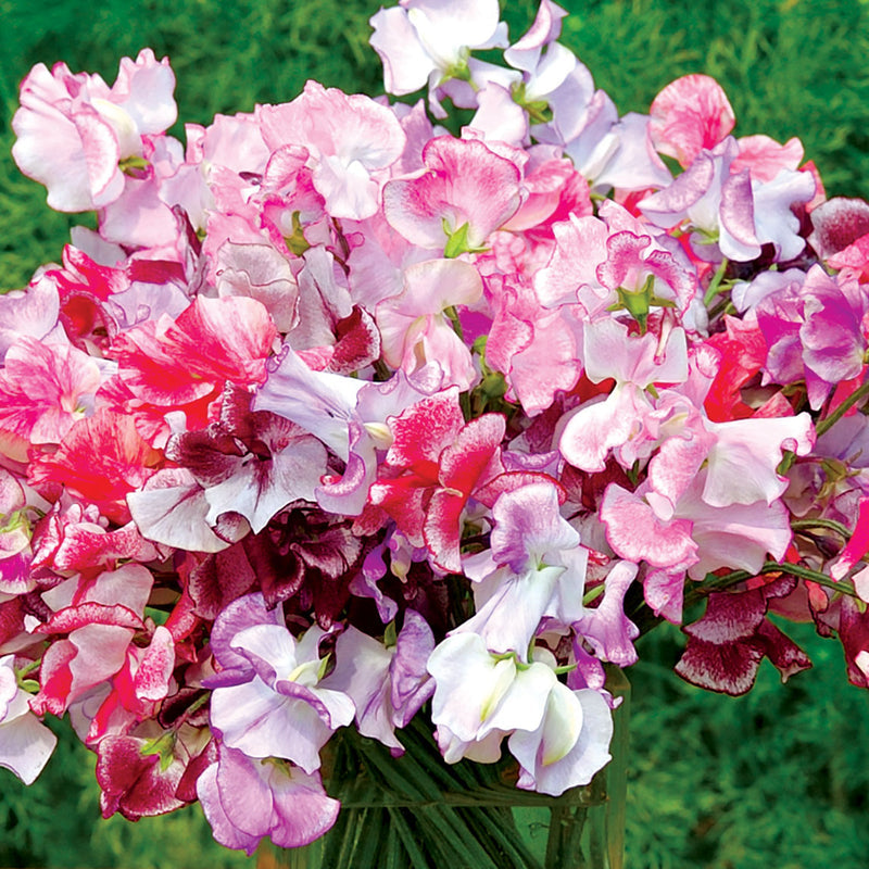 Sweet Pea Combo with Obelisk and Netting