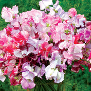 Sweet Pea Combo with Obelisk and Netting