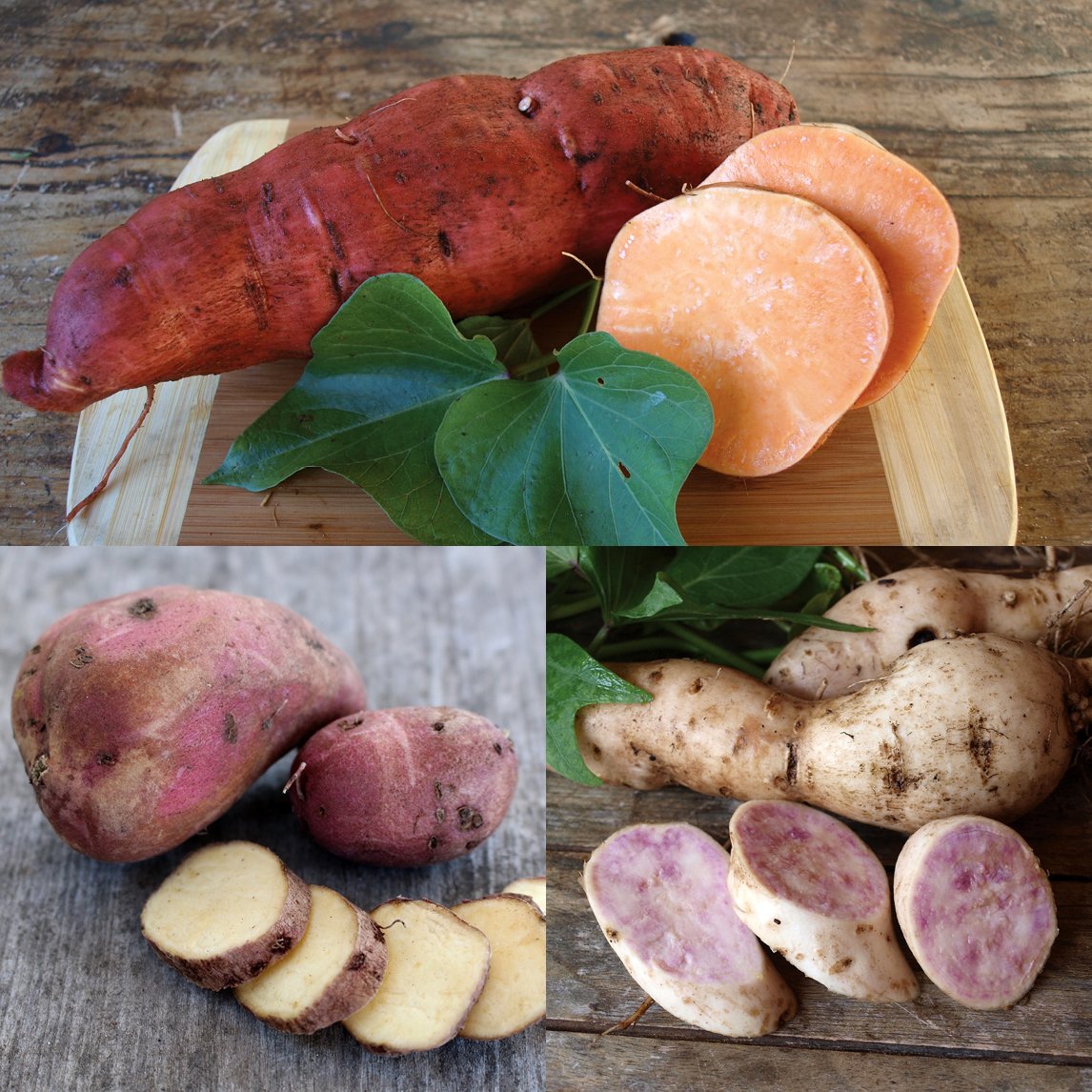 Sweet Potato Rainbow Collection