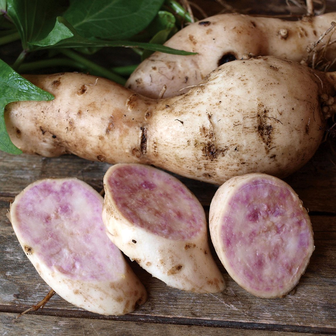 Sweet Potato 'Hawaiian Sunshine'