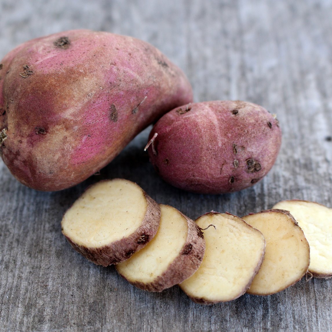 Sweet Potato 'Northern Star'