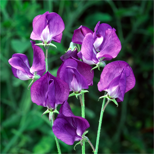 Sweet Pea 'Lord Nelson'