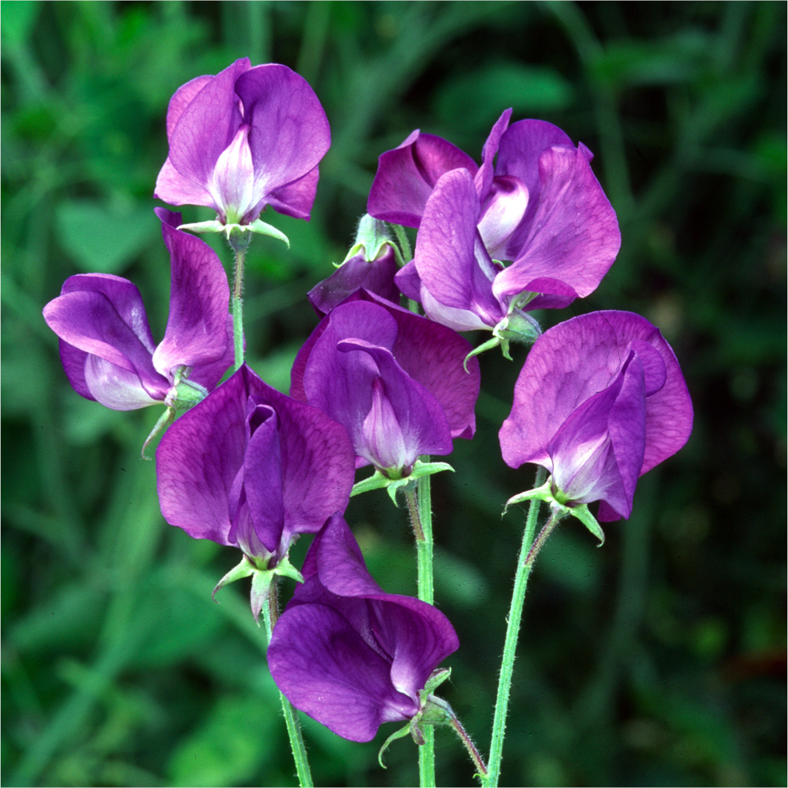Sweet Pea 'Lord Nelson'