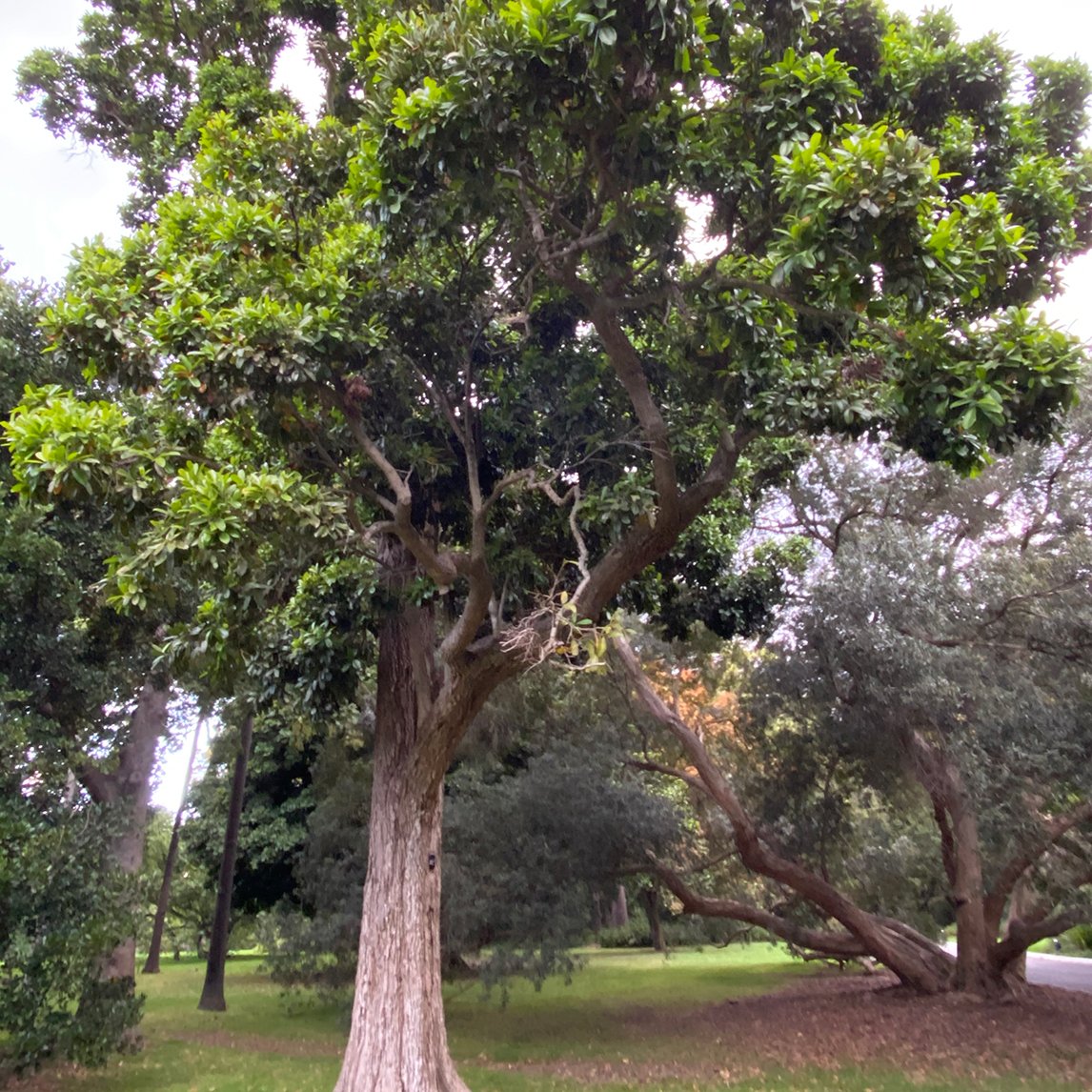 Syzygium Moorei 'Coolamon'