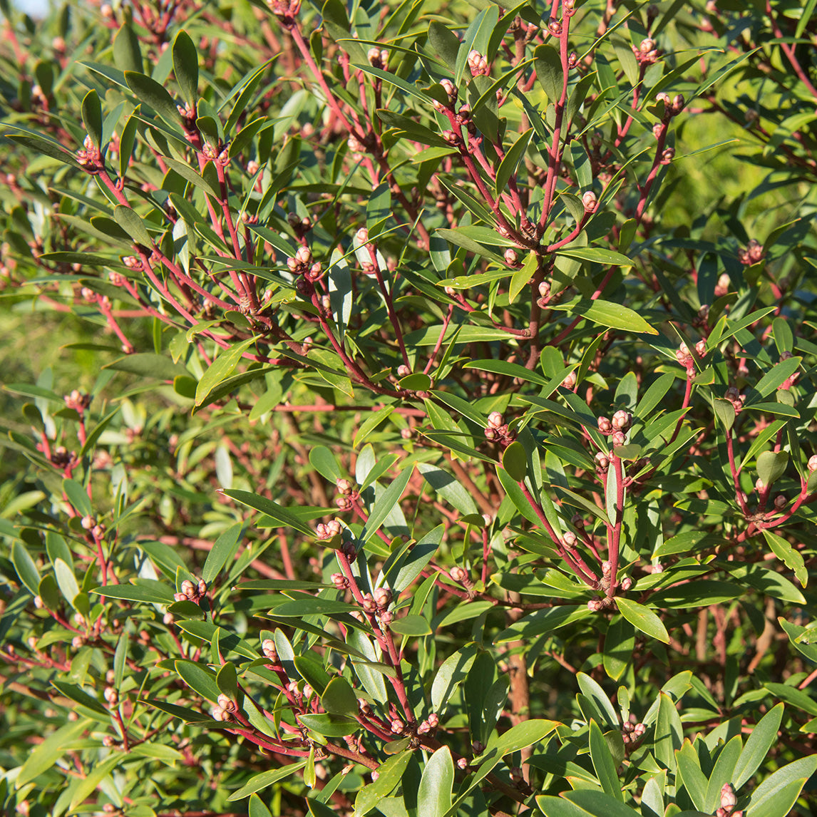 Tasmanian Pepperberry