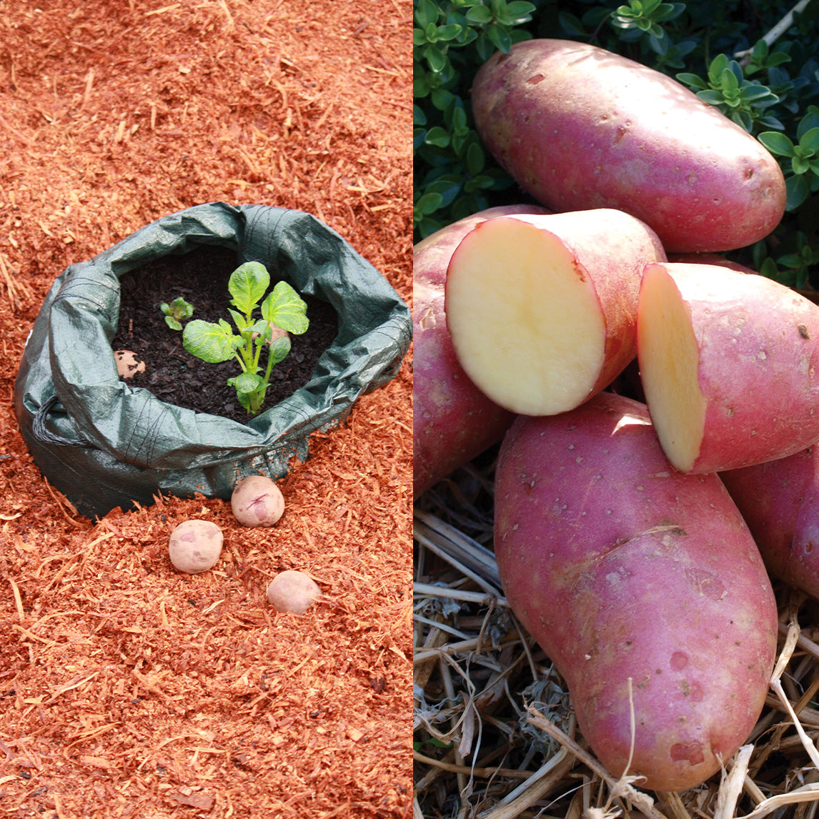 Tatey Bag with Salad Rose Potato