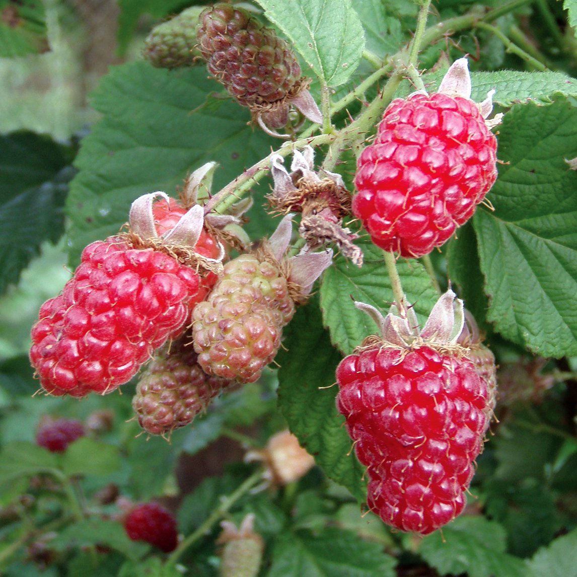 Tayberry
