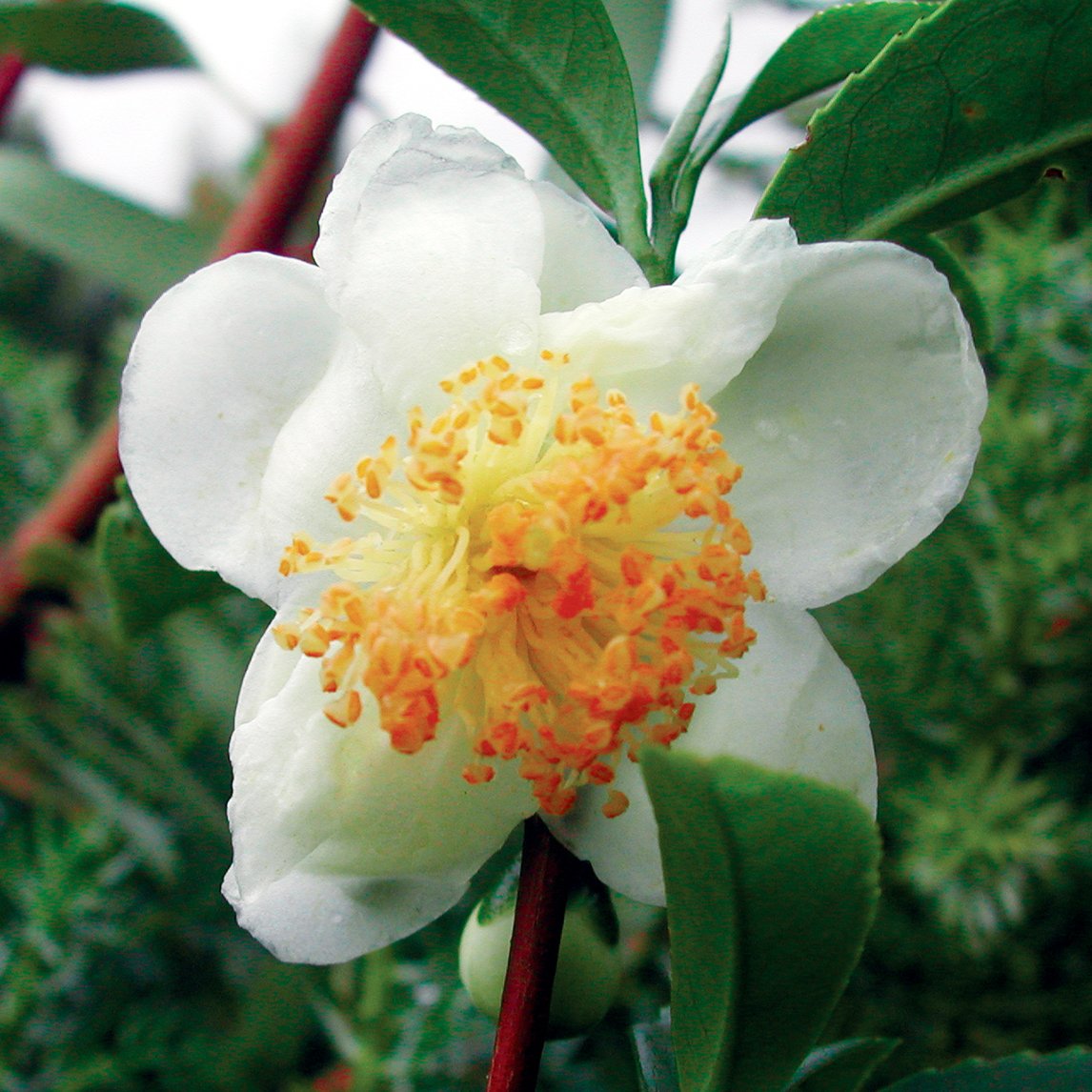 White Tea Plant The Diggers Club