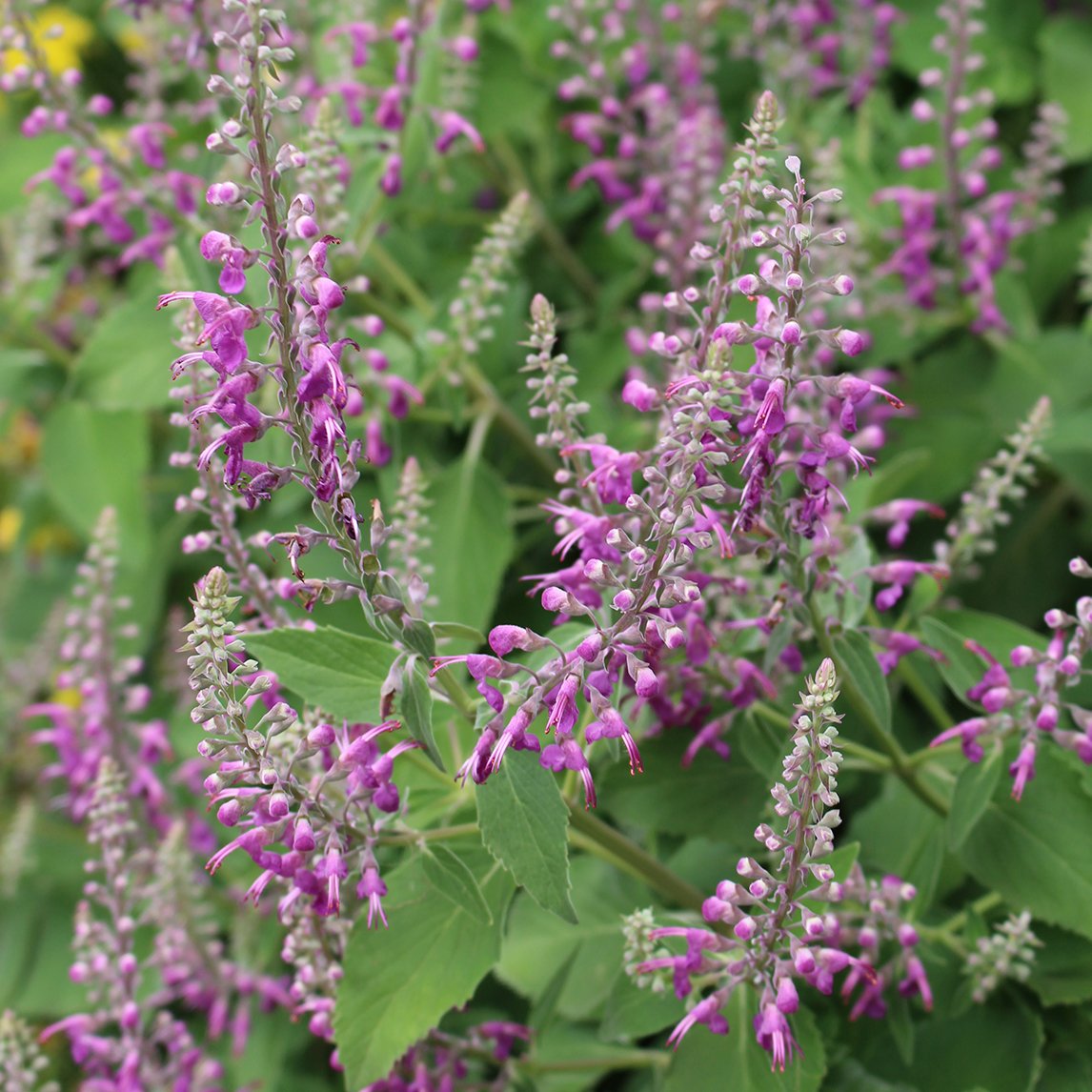 Teucrium Betonicum