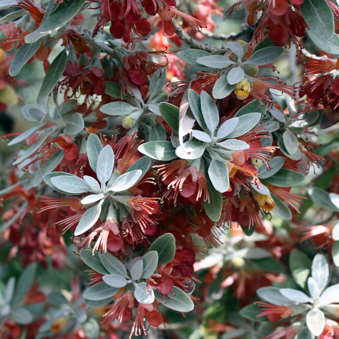 Teucrium Heterophyllum