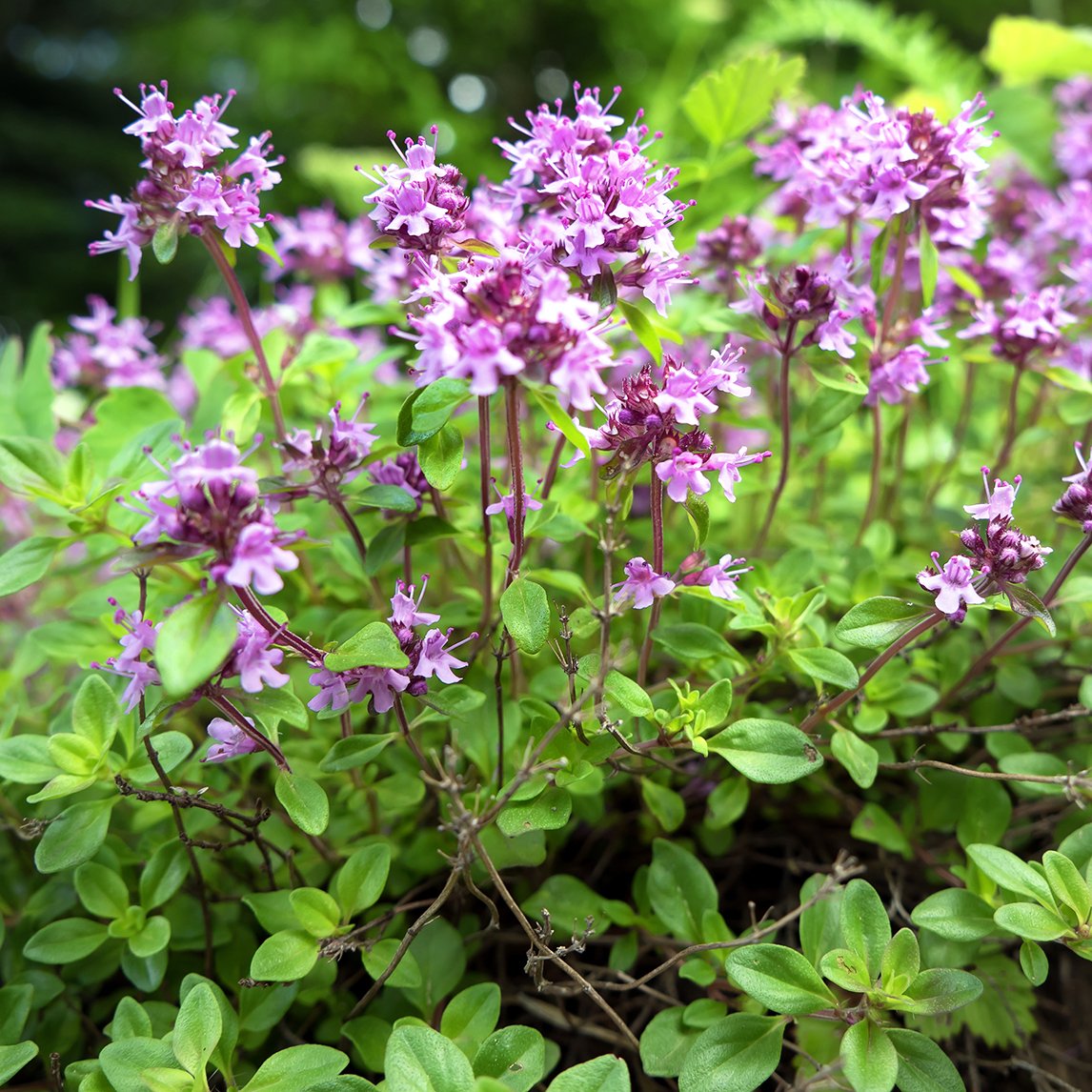 Thyme 'Creeping Pink'