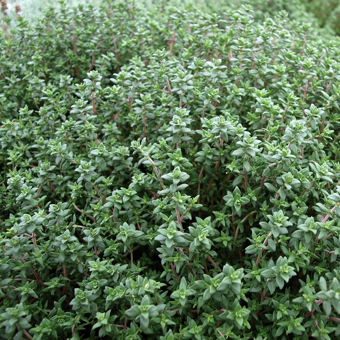 Thyme