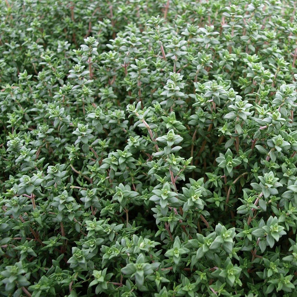 thyme