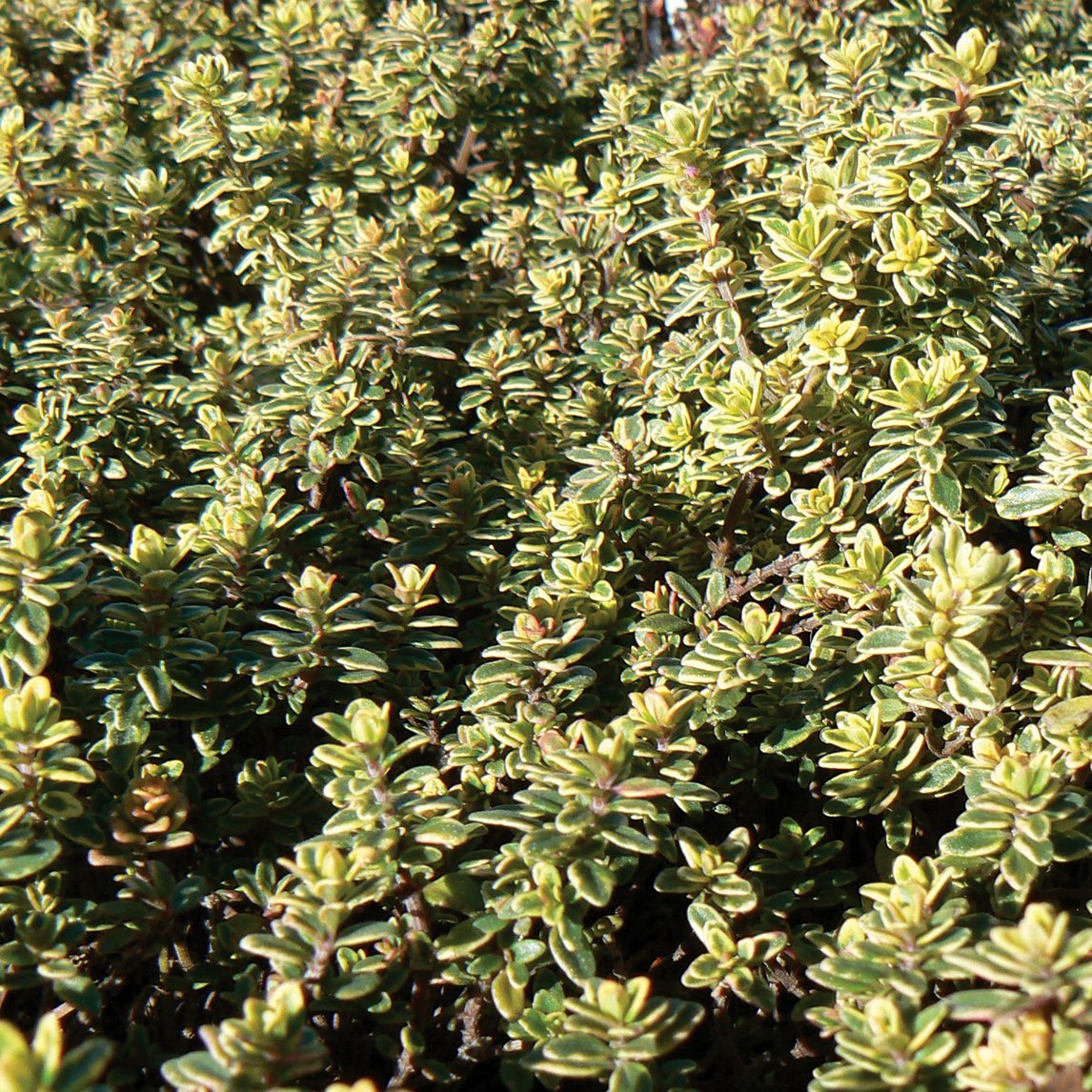 Variegated Lemon Thyme