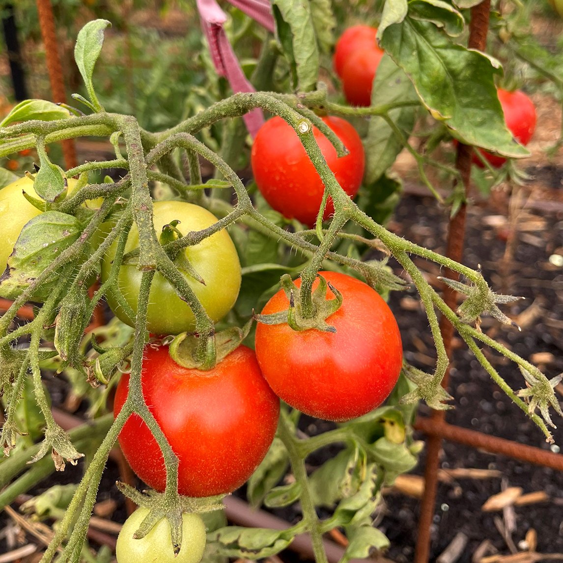 Tomato '42 Days' (Organic)