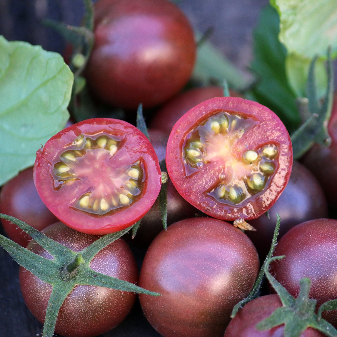 Tomato 'Black Cherry' (Organic)