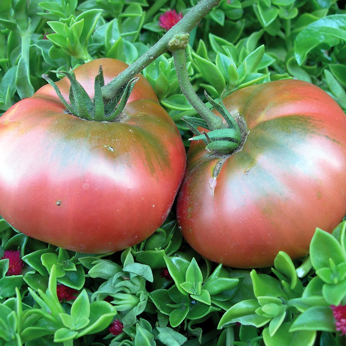 Tomato 'Brandywine' Organic - The Diggers Club