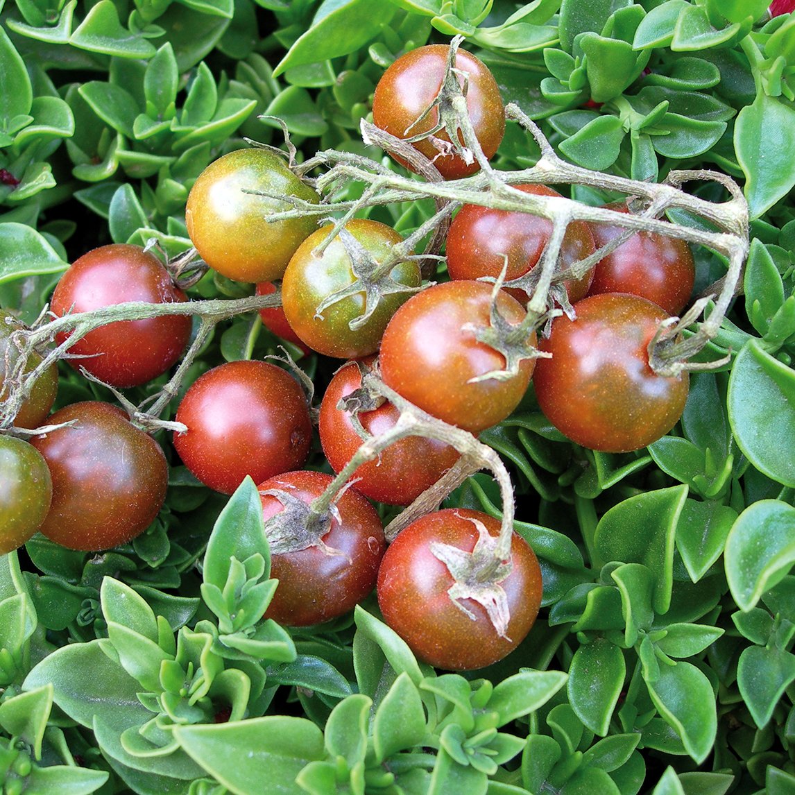 Tomato 'Brown Berry' (Organic)