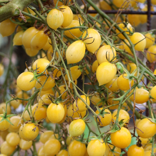 Tomato 'Barry's Crazy Cherry' (Organic)