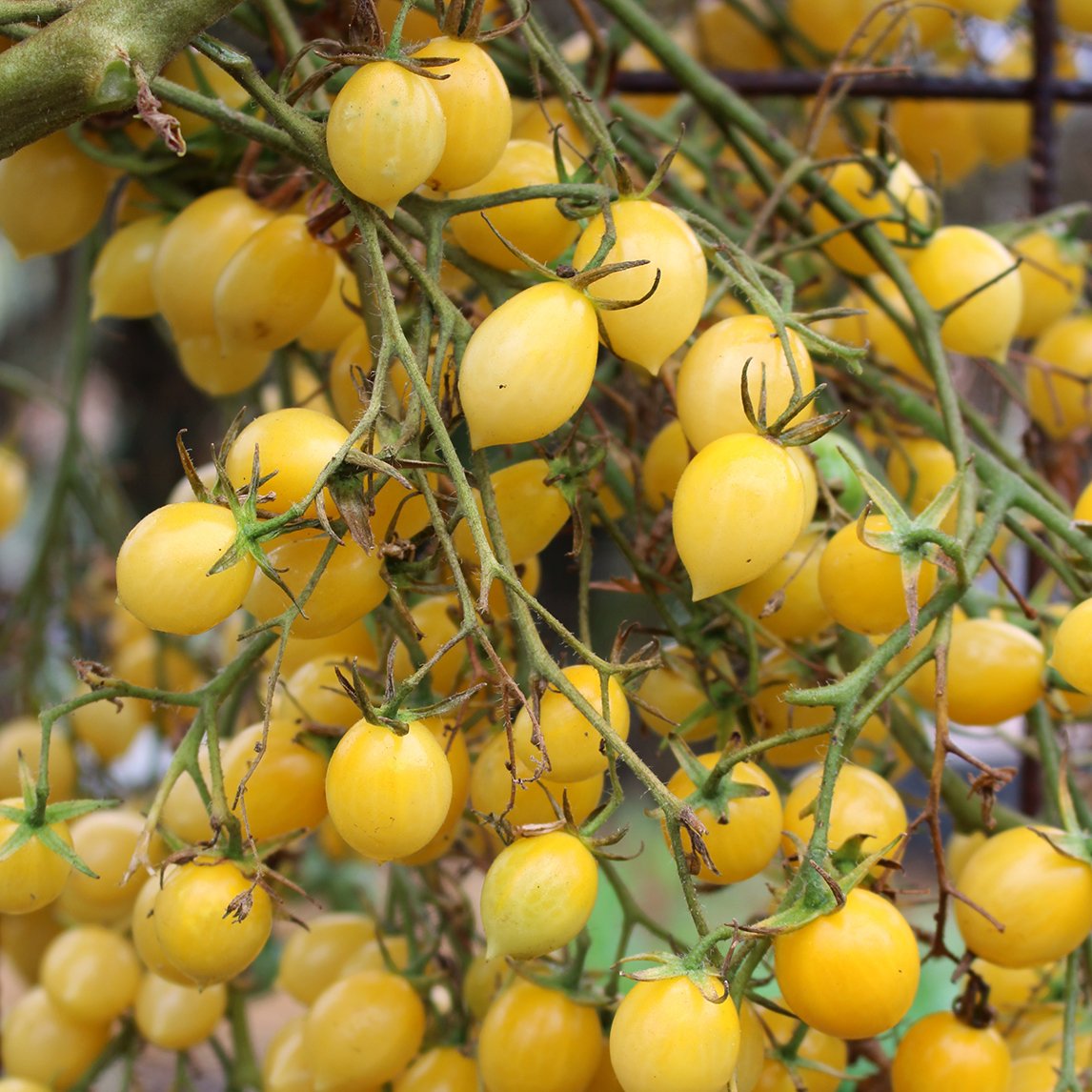 Tomato 'Barry's Crazy Cherry' (Organic)