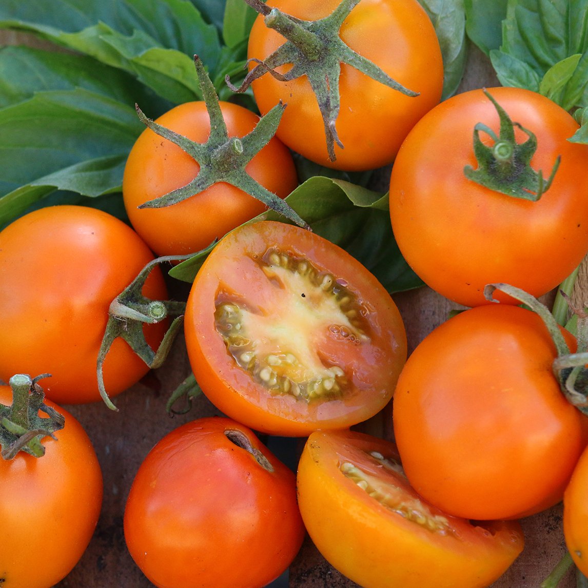 Tomato 'Jaune Flamme' (Organic)