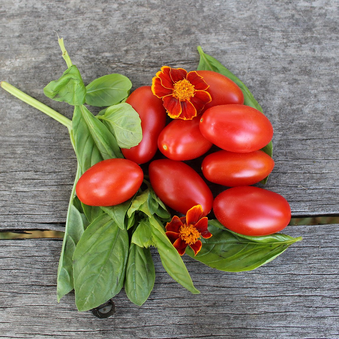 Tomato 'Mini Amish' (Organic)